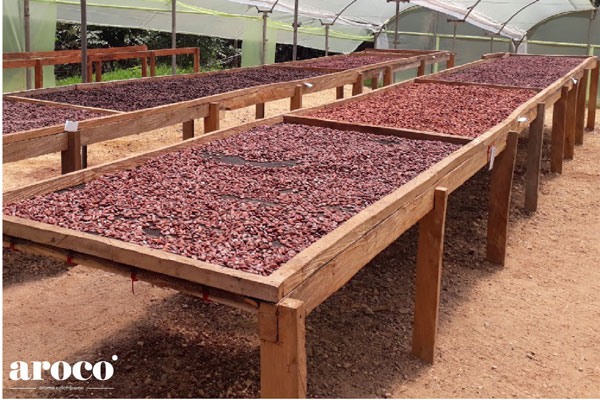 Post harvest process cacao fino de aroma