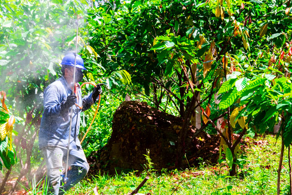 Technical Assistance Cultivation of Cacao Beans Fino de Aroma