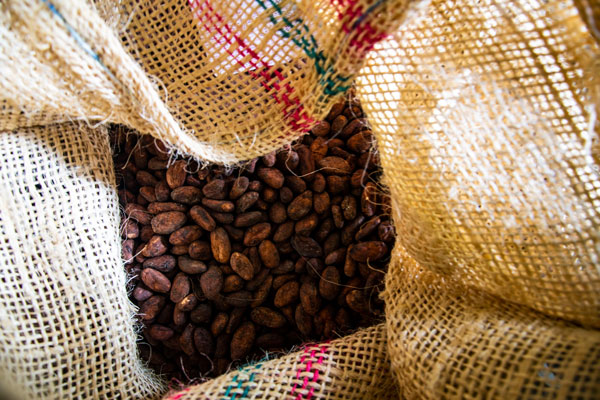 Cacao beans Wholesale and Exportation