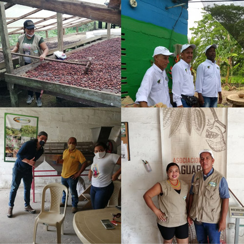 Productores de Cacao en Colombia - Aroco