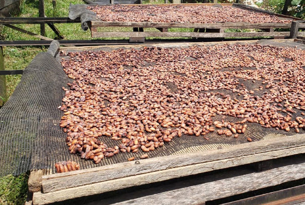 Agricultural Cooperatives and Collection Points of Cacao - Aroco