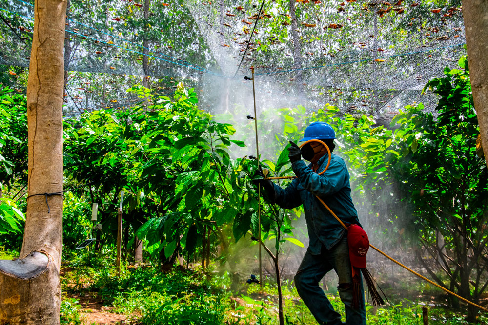 Cacao regenerative agriculture projects