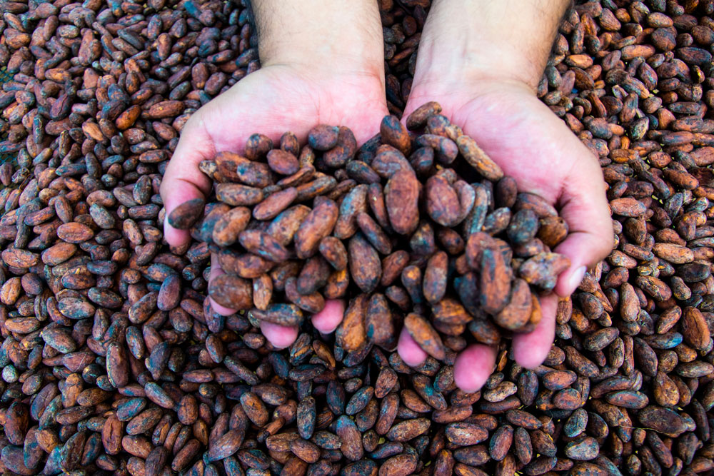 Una Tradición de Cacao en Colombia - Aroco