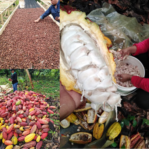 Productores de Cacao en Colombia  CHAPARRAL- Aroco