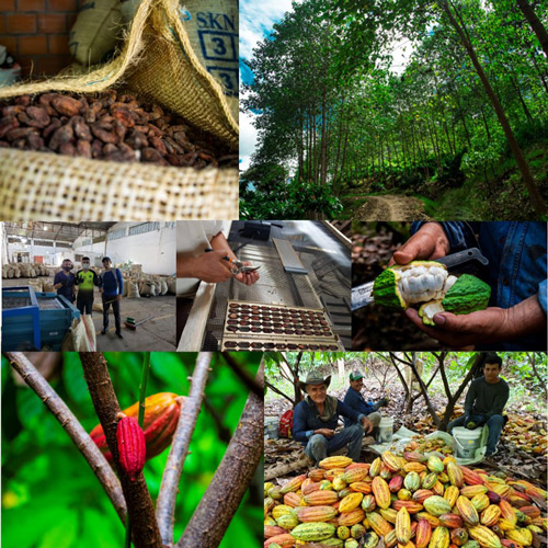 Productores de Cacao en Colombia NILO- Aroco